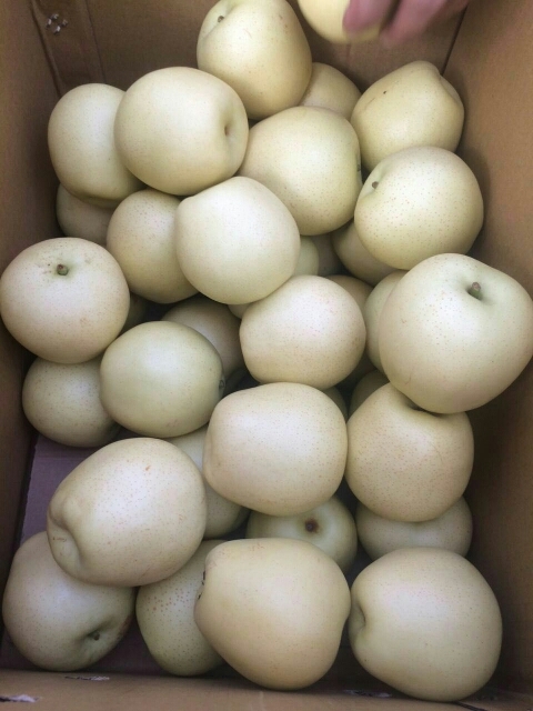 晋州市皇冠梨 250-300g 80mm以上