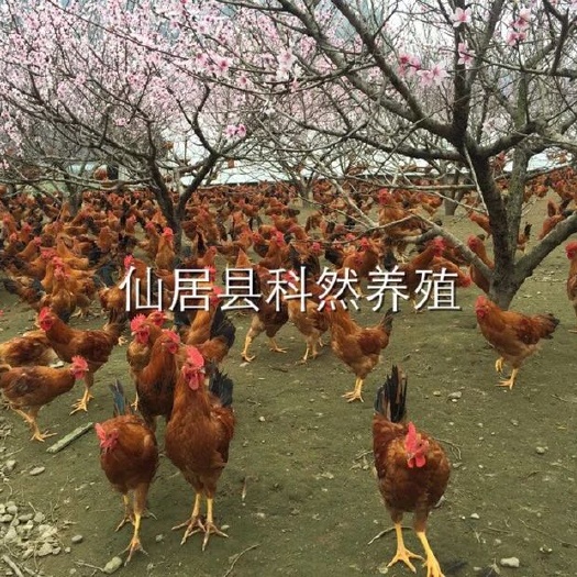 仙居县土鸡 统货