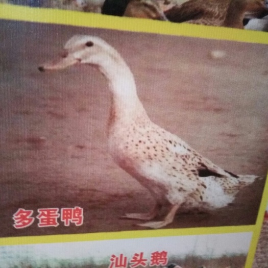 南宁蛋鸭苗 多