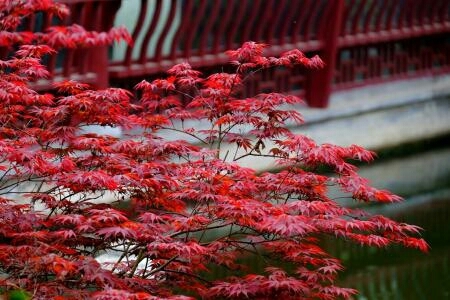 沭阳县小叶鸡爪槭