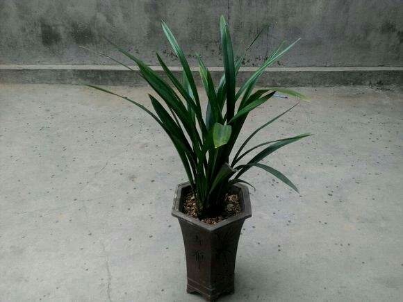 沭阳县墨兰 裸根不带土