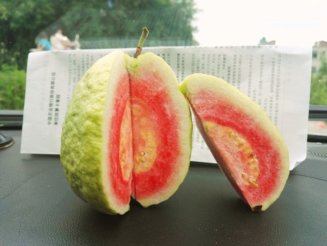 西瓜芭乐苗红心番石榴靠接苗广西灵山番石榴苗