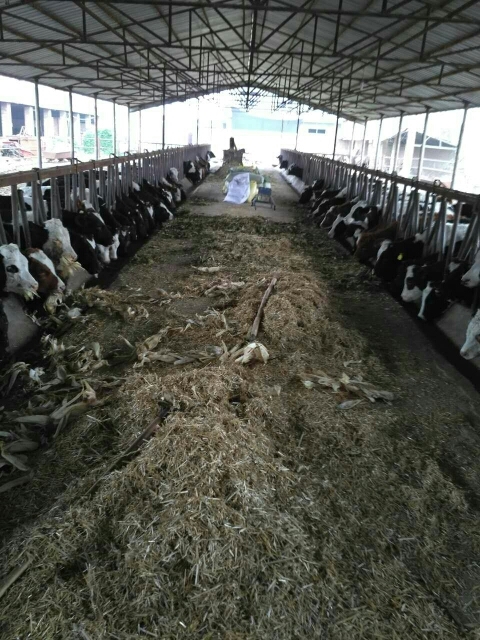 乾县黑白花奶牛 600-800斤 母牛