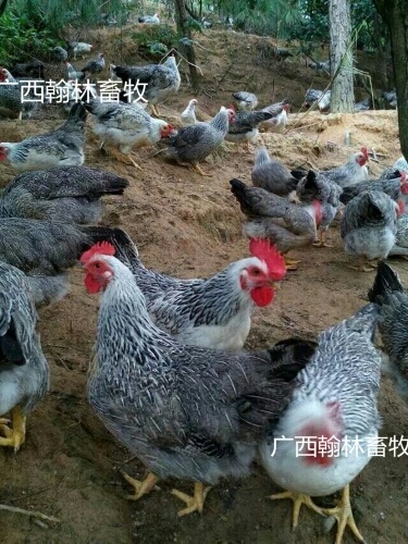 南宁彩凤鸡苗 