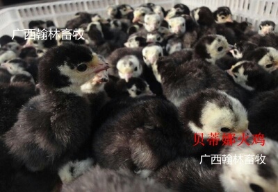 南宁火鸡苗 统货