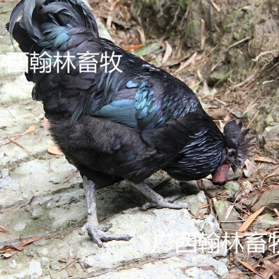 南宁黑鸡苗 公