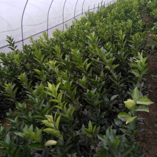于都县纽荷尔脐橙苗 嫁接苗 0.5米以下