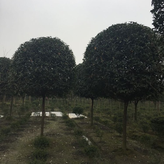 成都八月桂