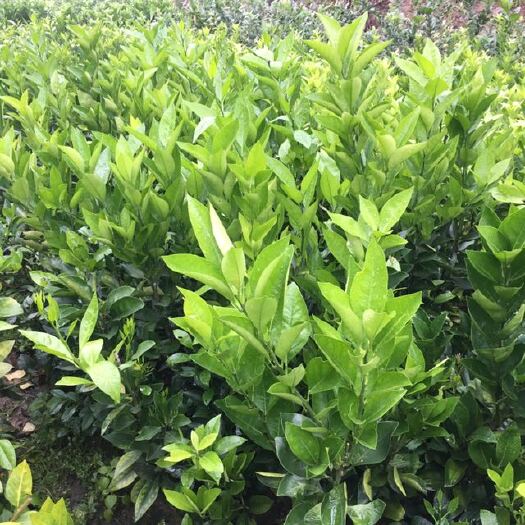 灵山县红江橙苗 0.5~1米 嫁接苗 