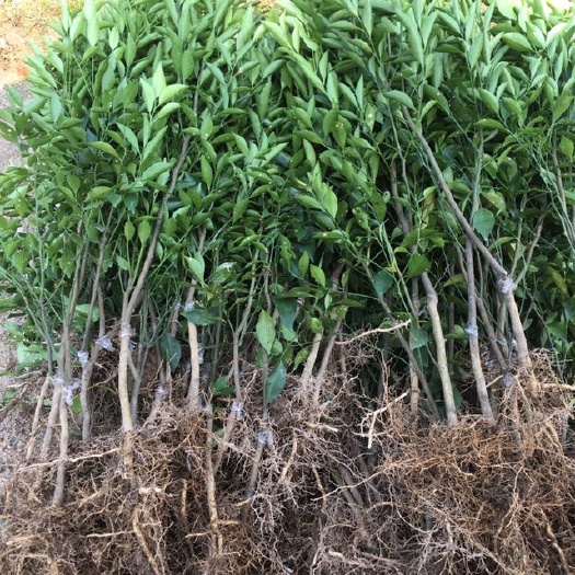 灵山县红江橙苗 嫁接苗 0.5~1米