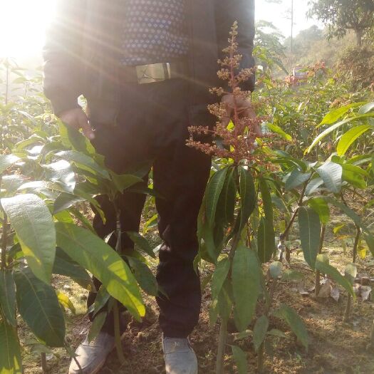 灵山县金煌芒果苗