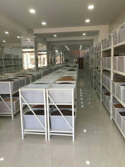 百慕大种子 