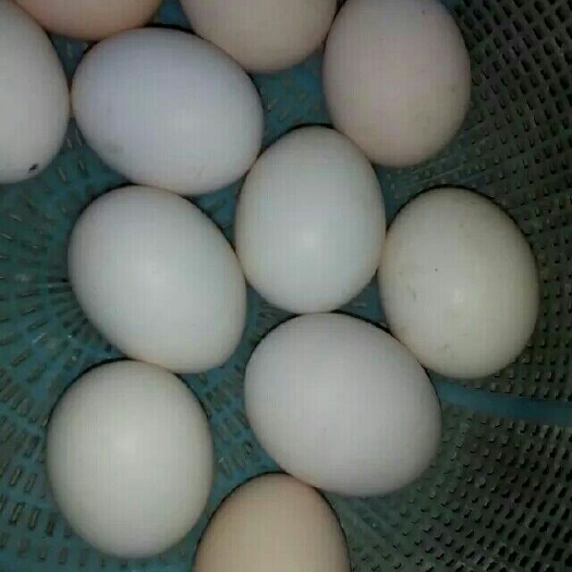 桑植县土鸡蛋 食用 箱装
