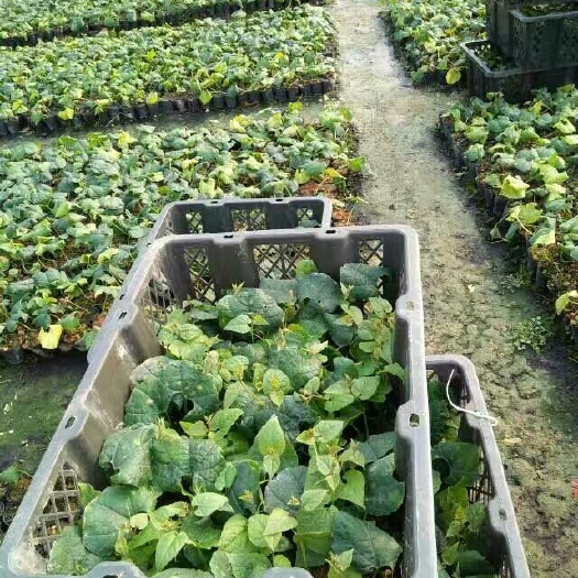桂林罗汉果苗