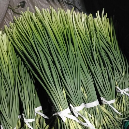 惠民县商河蒜苔 一茬 60~70cm