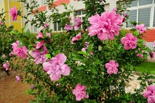 沭阳县红花木槿