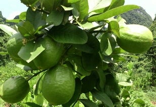 沭阳县香水柠檬苗四季常青
