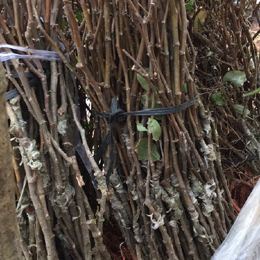 灵山县甜蜜丝枣苗 