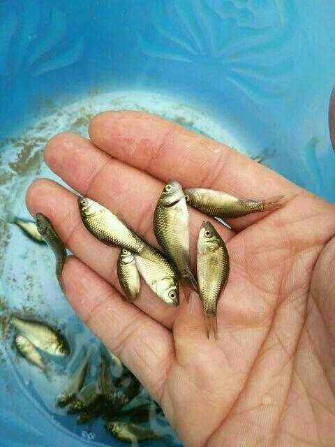 广州 快大形 中科五号鲫鱼苗