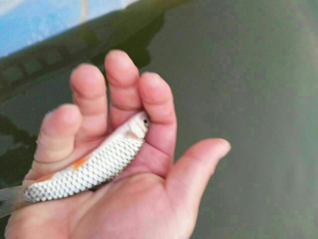 广州青鱼苗 