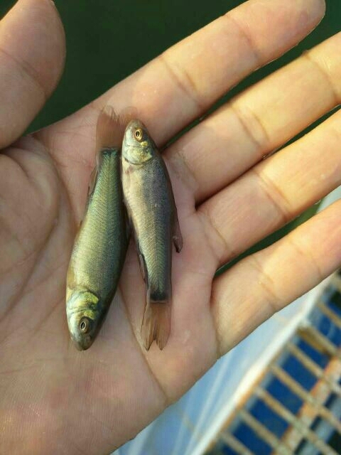 广州丁桂鱼苗 5～8公分