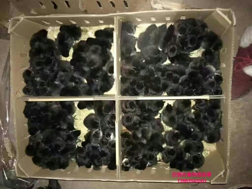 重庆市绿壳蛋鸡苗 母