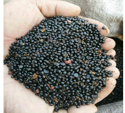 晋中大红袍花椒 鲜花椒 一级