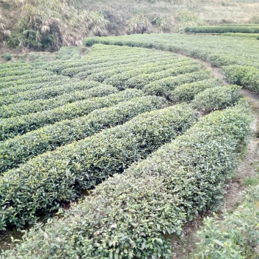 桂东县高山绿茶