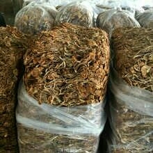 南丰县棕褐色帽茶树菇 6~8cm 未开伞 干茶树菇 