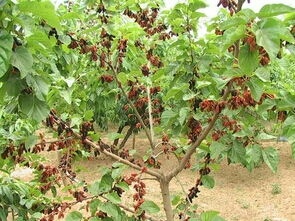 沭阳县大叶桑树苗果桑树苗规格齐全直销果树苗木批发