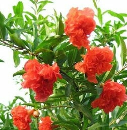 沭阳县花石榴
