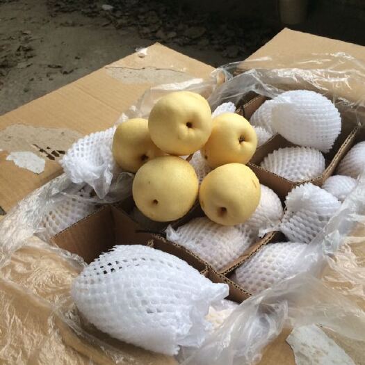 赵县 水晶鸭梨超市，批发市场，出口万亩基保质保量