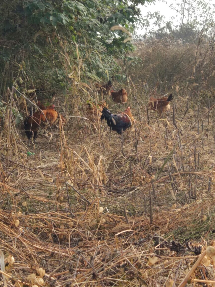土鸡蛋 食用 箱装