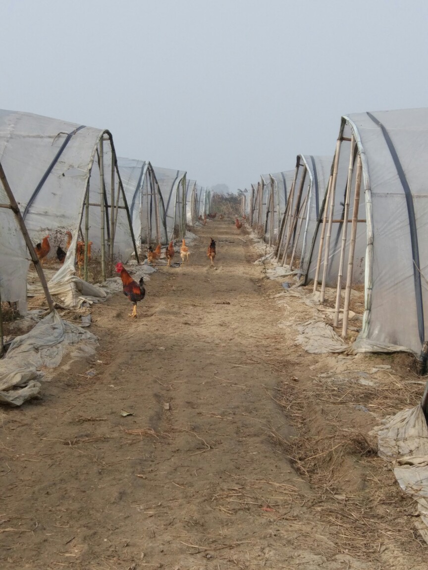 土鸡蛋 食用 箱装