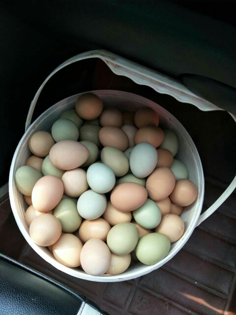 土鸡蛋 食用 箱装