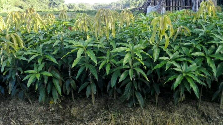 灵山县台农一号芒果苗