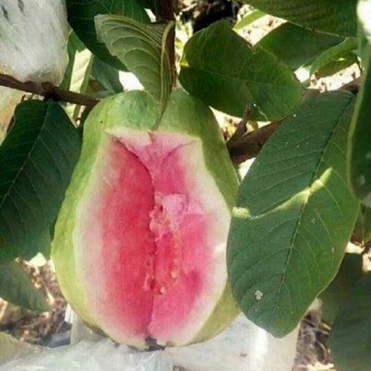 灵山县红心芭乐番石榴苗 
