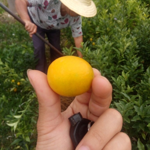 灵山县脆皮金桔苗
