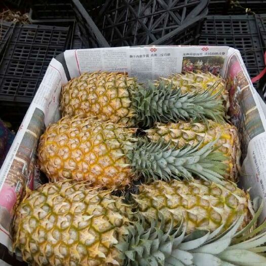 徐闻县大量供应徐闻菠萝，代办菠萝，可以做出口报检通关单，供货证明
