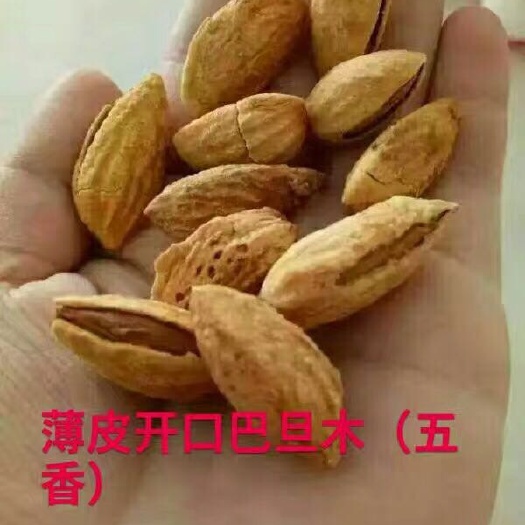 精河县巴旦木 1年以上 带壳 