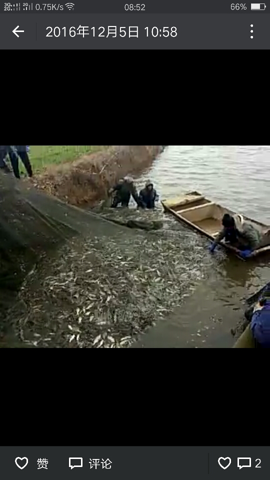 青鱼苗 人工养殖 0.1公斤