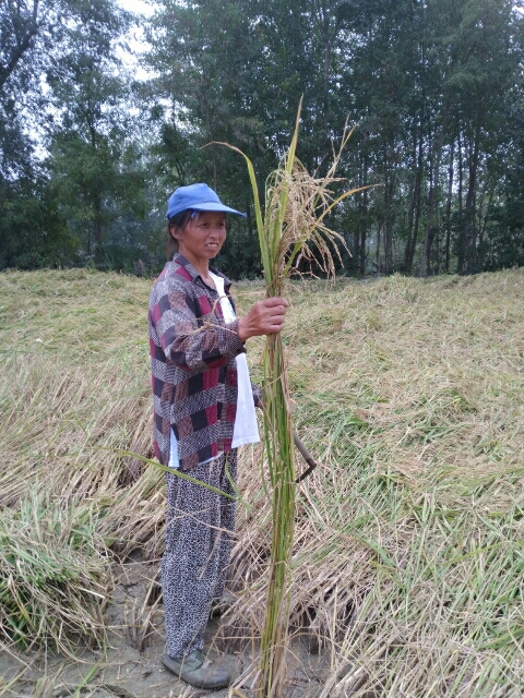 房县胭脂米 一等品 晚稻 粳米
