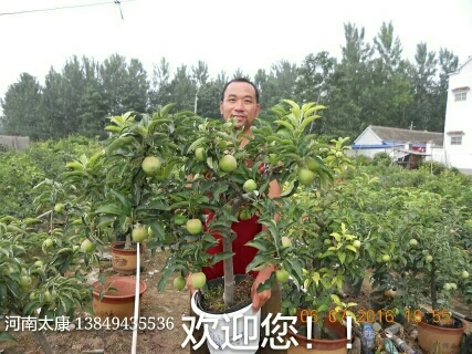 太康县红富士苹果苗 0.5~1米 