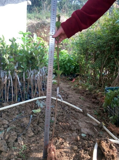 灵山县红心芭乐番石榴苗