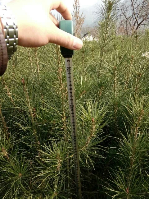 成县精品白皮松