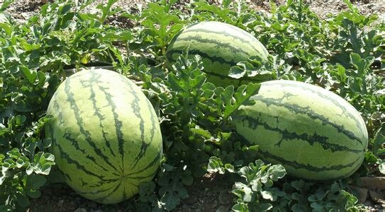 呼图壁县安农2号西瓜 1茬 8成熟 10斤打底