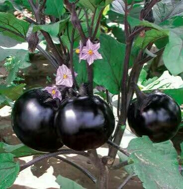 紫圆茄子种子  紫墨茄子种子油亮  个头1到2两斤