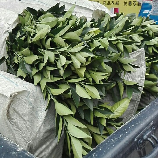富川县纽荷尔脐橙苗  网棚脱毒苗