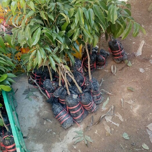 灵山县妃子笑荔枝苗 