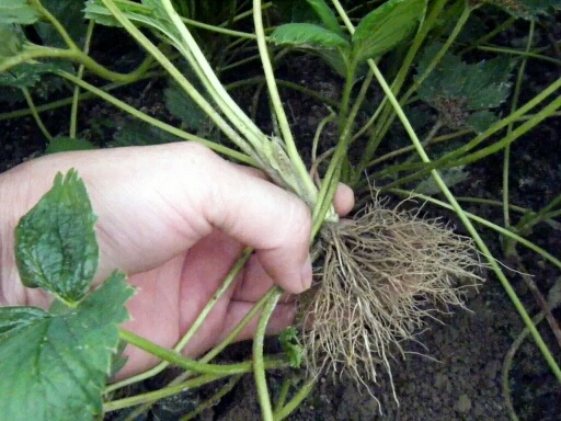 沭阳县奶油草莓苗 地栽苗 10~20公分
